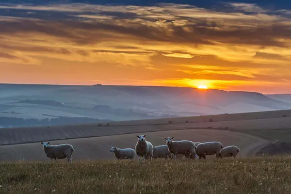 Sunset over the rolling chalk hills of the South Downs National Park in Sussex, with sheep grazing in the foreground.